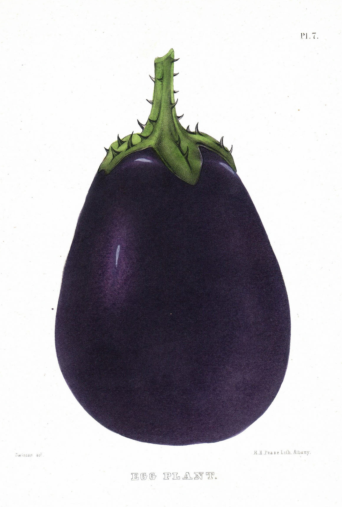 1849 Pl 7 Eggplant - Emmons