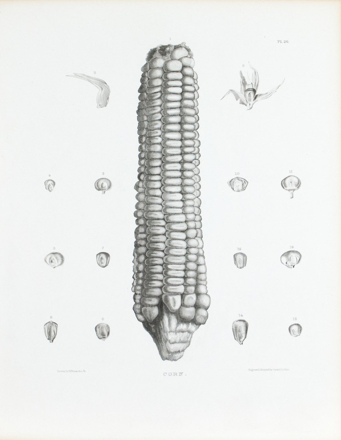 1849 Pl 26 Varieties of Maize - Emmons 