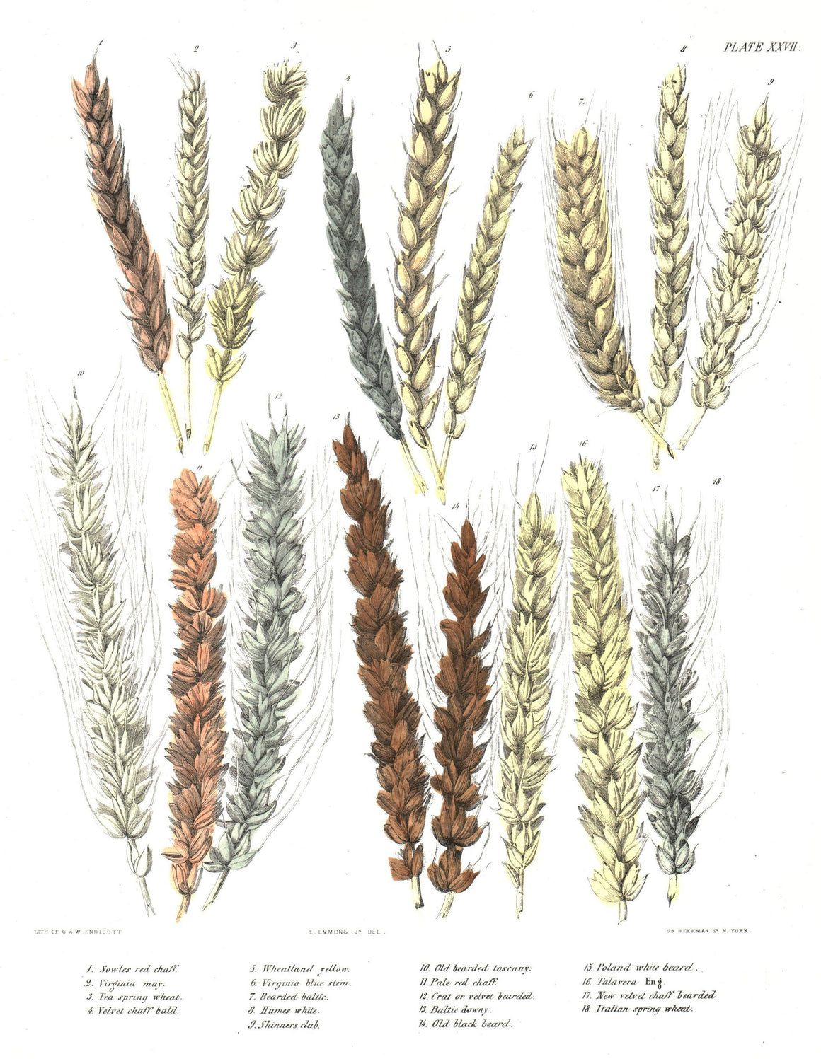 1849 Pl 27 18 Strains of Wheat - Emmons