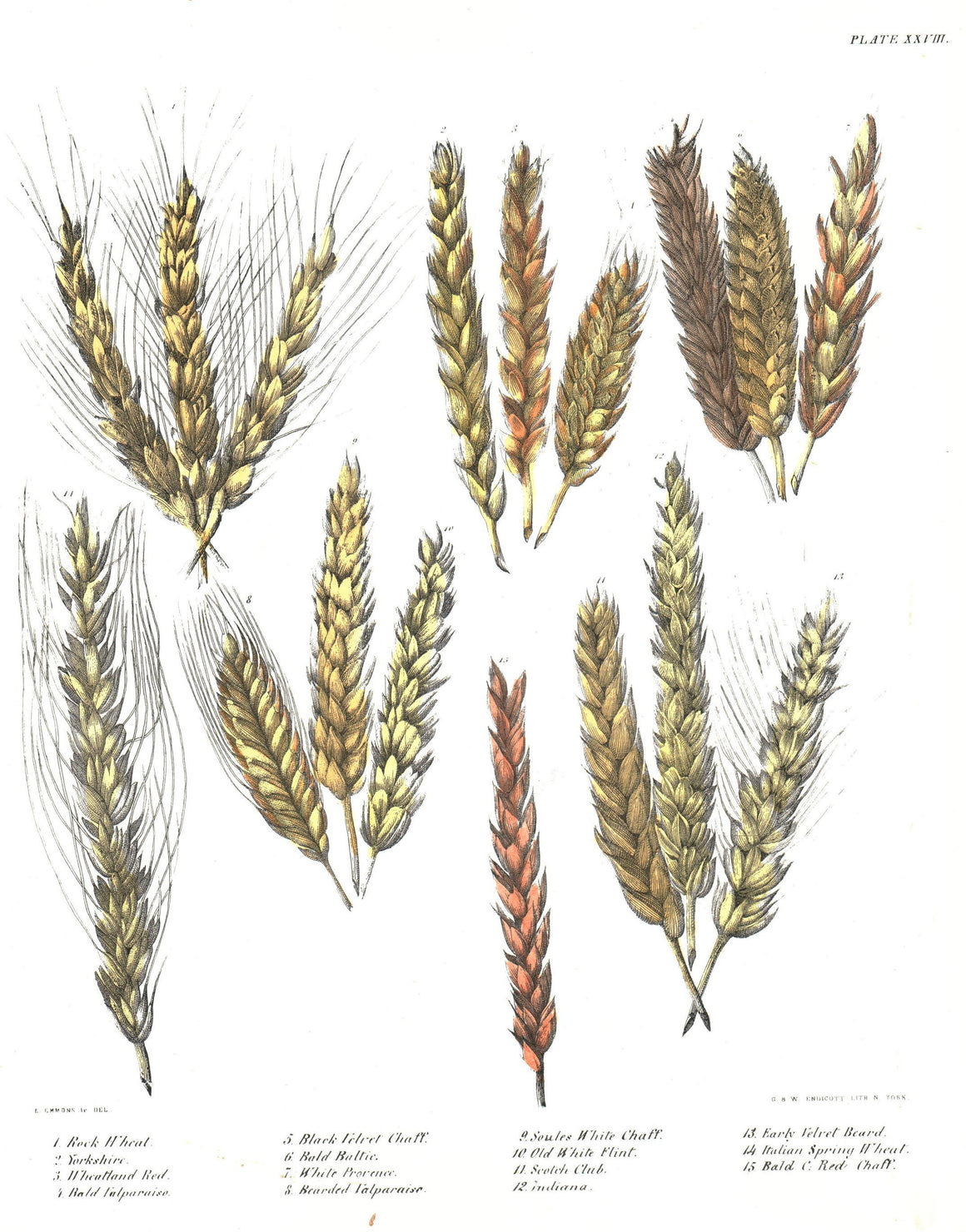 1849 Pl 28 15 Strains of Wheat - Emmons