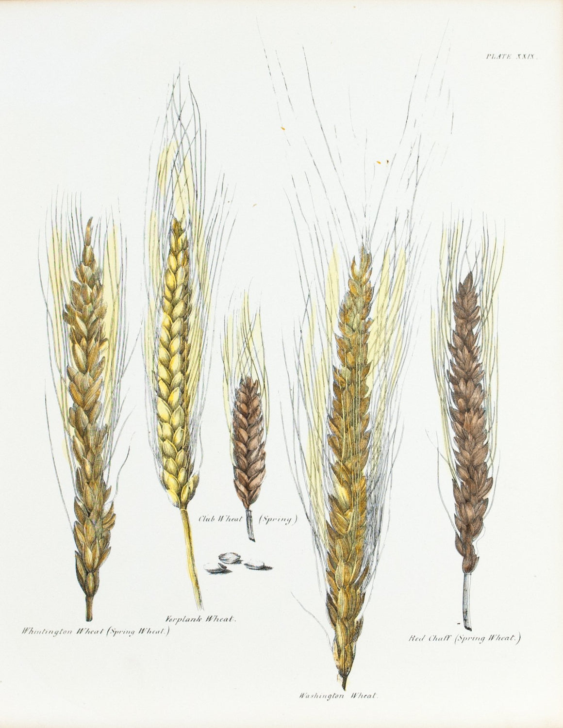 1849 Pl 29 Varieties of Wheat - Emmons 