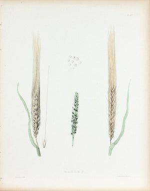 1849 Pl 57 Varieties of Barley - Emmons 