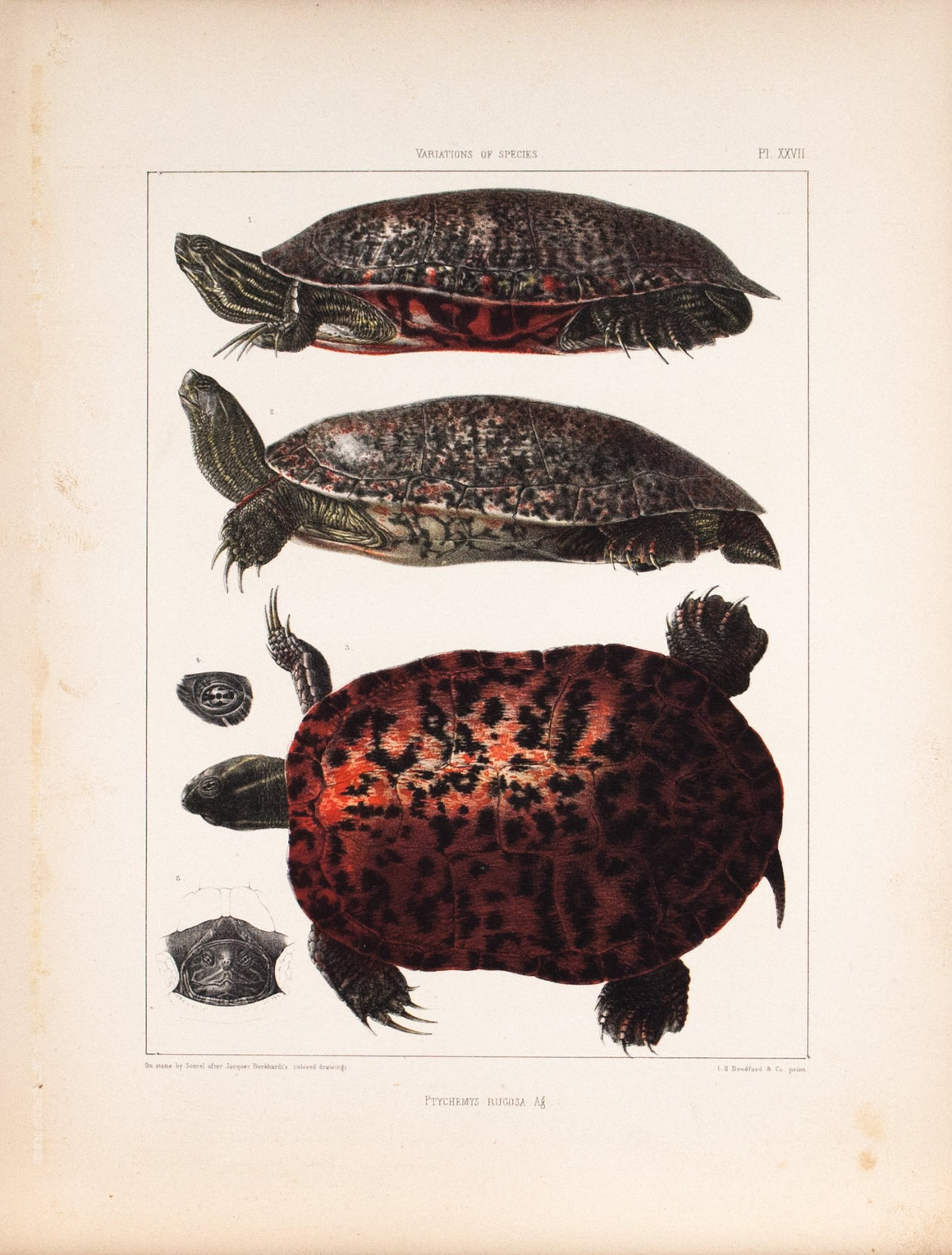 Red-bellied Turtle Embryology of Turtles 1857 Antique Color Zoology Print B
