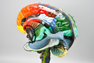 Clay Adams Human Brain Medical Training Model 1962