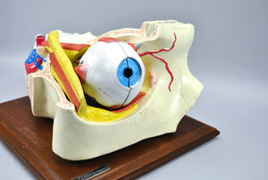 Vintage Bobbitt Laboratories Human Eye Medical Training Model
