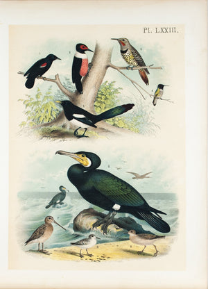 Blackbird Woodpecker Hummingbird Magpie Antique Chromolithograph Bird Print 1881