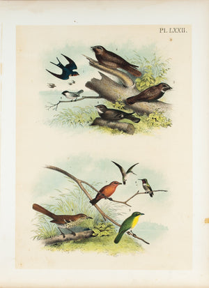 Swallow Titmouse Hummingbird Antique Chromolithograph Bird Print 1881