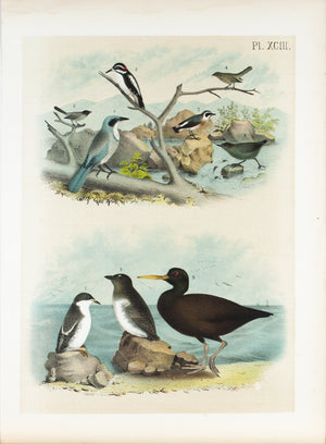 Woodpecker American Dipper Antique Chromolithograph Bird Print 1881