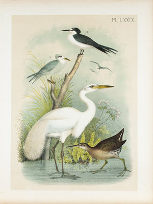 Great White Egret White Heron Sooty Tern Antique Bird Print 1881