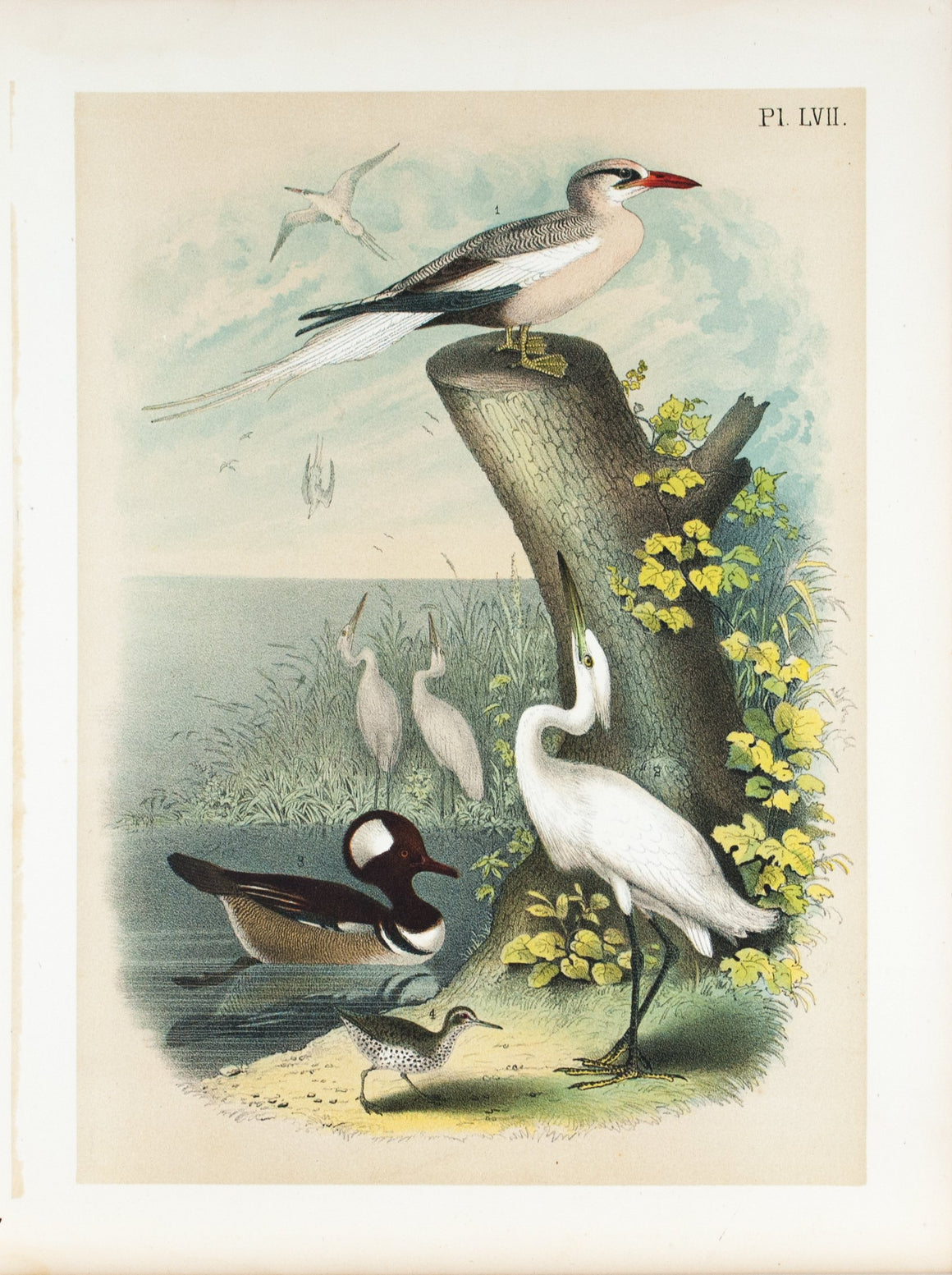 Little White Egret Spotted Sandpiper Antique Bird Print 1881