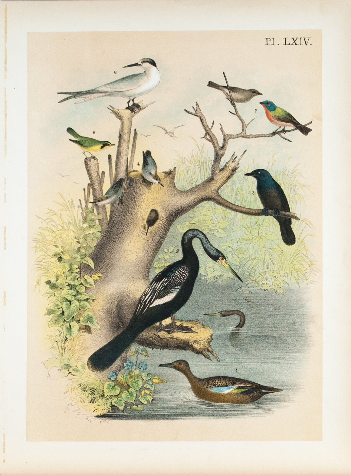 Anhinga Snakebird Water Turkey Antique Bird Print 1881