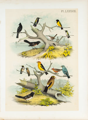 Flycatcher Hummingbird Finch Wren Antique Bird Print 1881