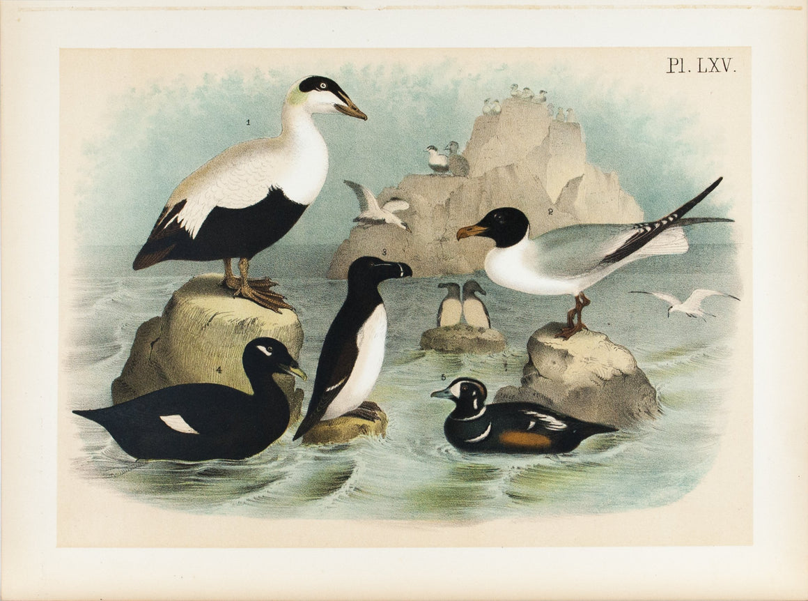 Velvet  Harlequin Eider Duck Laughing Gull  Antique Bird Print 1881