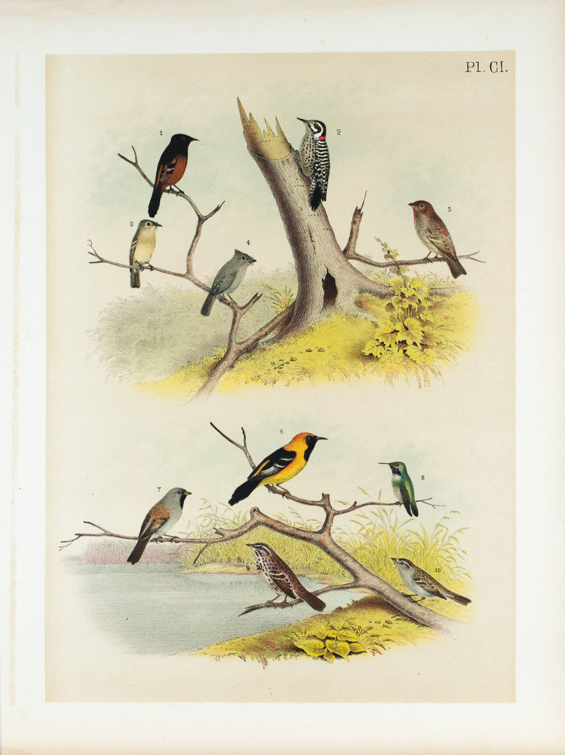 Woodpecker Titmouse Sparrow  Antique Bird Print 1881