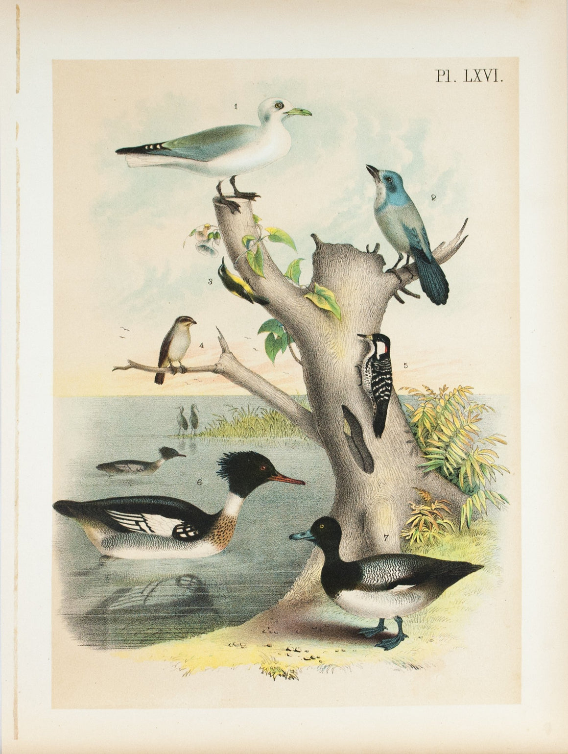 Gull Florida Jay Creeper Finch Woodpecker Antique Bird Print 1881