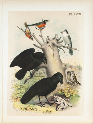 Raven Crow Canada Jay Robin Sparrow Antique Bird Print 1881
