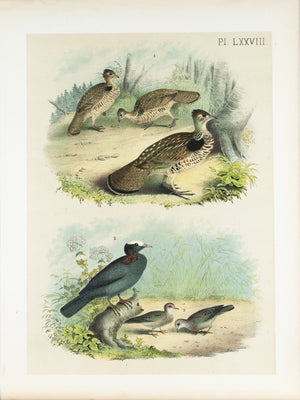 Pheasant Pigeon Dove Antique Bird Print 1881
