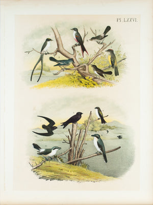 Flycatcher Swallow Marlin Shrike Antique Bird Print 1881