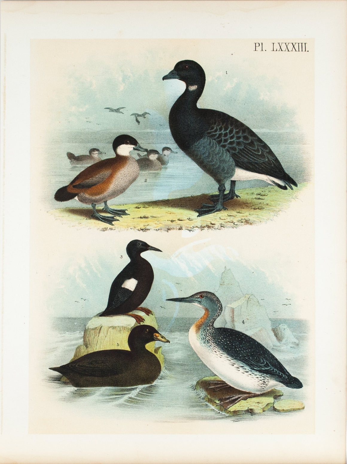 Brant Goose Ruddy Duck Sea Pigeon Diver Scooter Antique Bird Print 1881