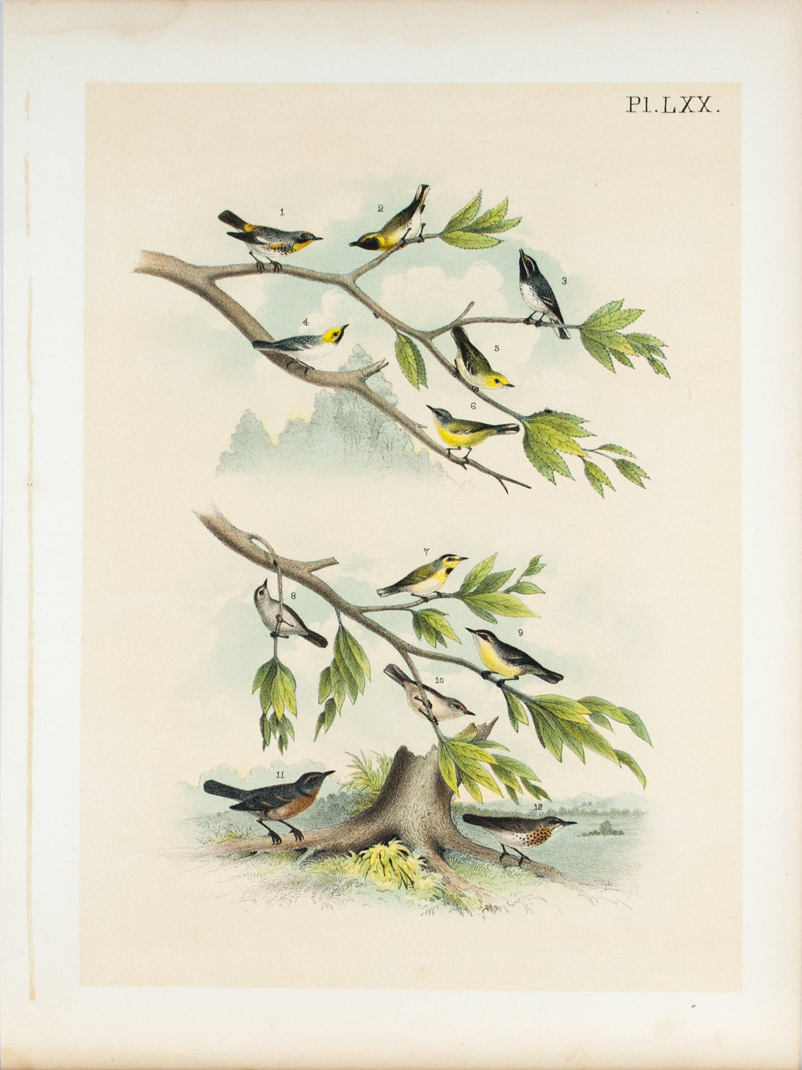 Warbler Robin Thrush Antique Bird Print 1881