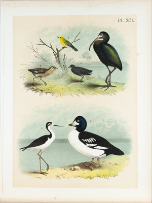 Bay Ibis Warbler Rail Antique Bird Print 1881