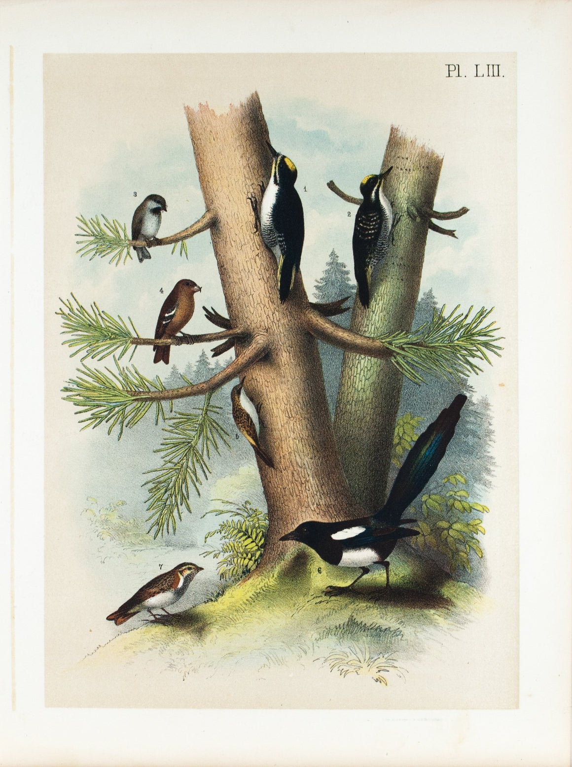American Magpie Woodpecker Titmouse Bird Print 1881
