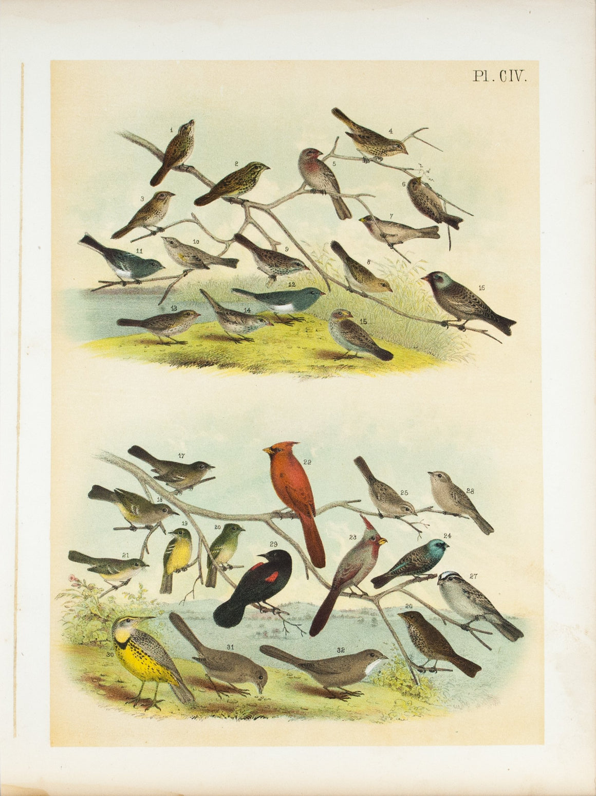 Sparrow Finch Flycatcher Texas Cardinal Antique Bird Print 1881