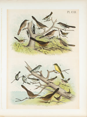 Thrush Thrasher Wren Nuthatch Vireo Sparrow Antique Bird Print 1881