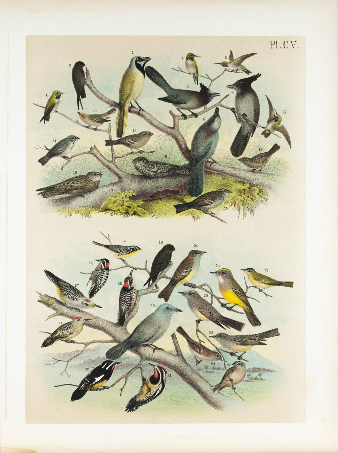 Green Jay Hummingbird Night Hawk Woodpecker Antique Bird Print 1881