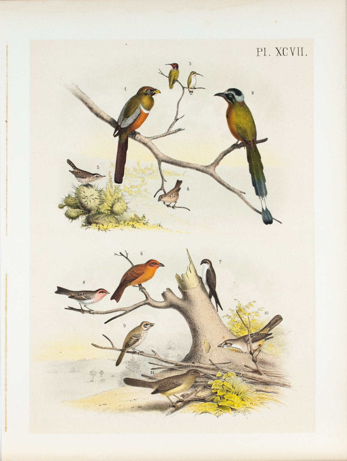 Mexican Trogon Costa Hummingbird Antique Bird Print 1881