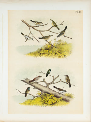Least Bell's Gray Vireos Greenlet Antique Bird Print 1881