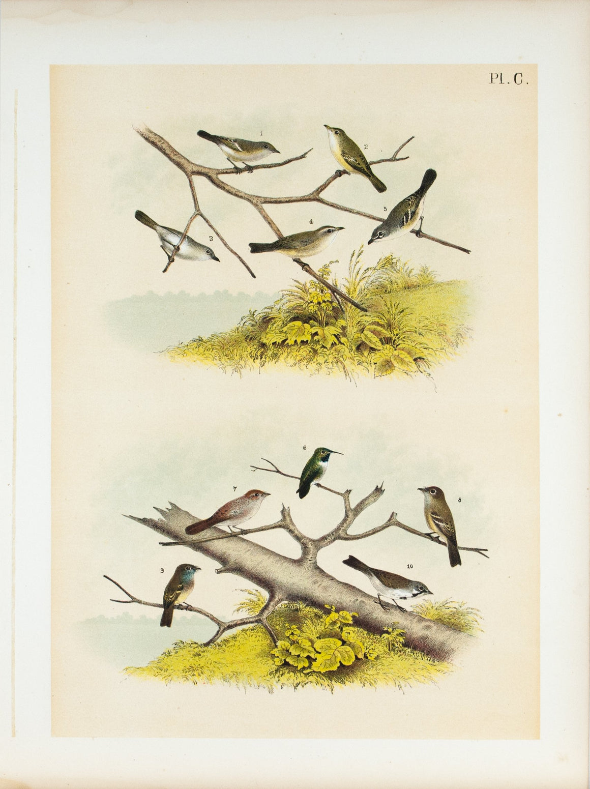 Least Bell's Gray Vireos Greenlet Antique Bird Print 1881