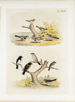 Sparrow Finch Bunting Flycatcher Antique Bird Print 1881