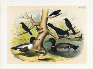 Blackbird Jack Snipe Great Carolina Wren Mallard Duck Antique Bird Print 1881