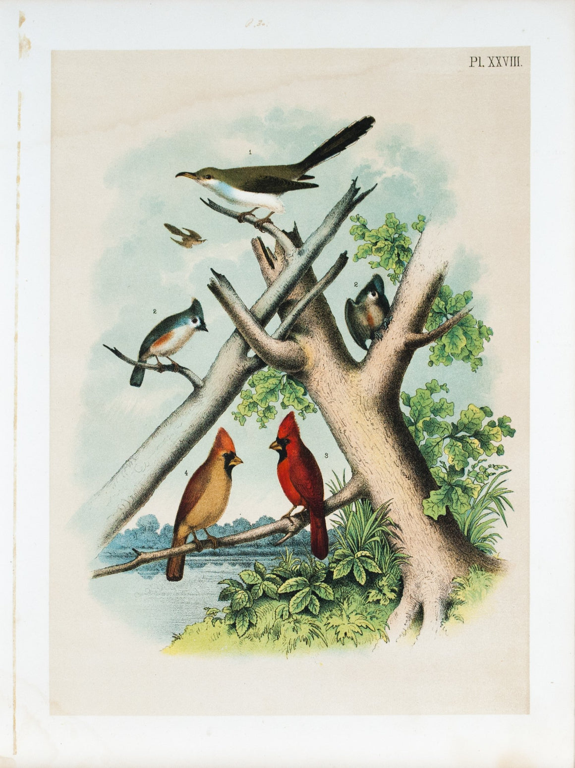 Cardinal Grosbeak Cuckoo Titmouse Antique Bird Print 1878
