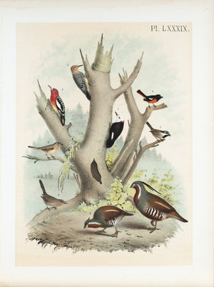 Woodpecker Titmouse Antique Spotted Sparrow Mountain Quail Bird Print 1881