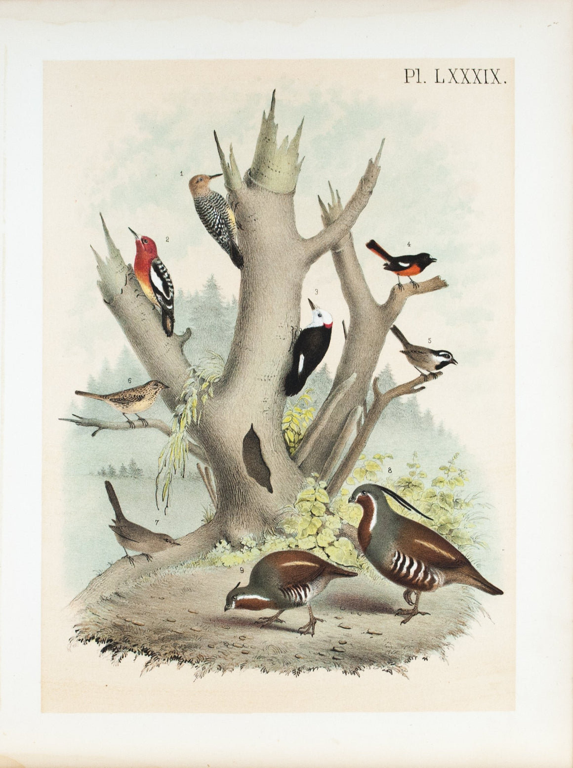 Woodpecker Titmouse Antique Spotted Sparrow Mountain Quail Bird Print 1881