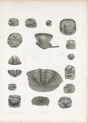 Trilobites of Wisconsin Minnesota Antique Fossil Print 1852 A