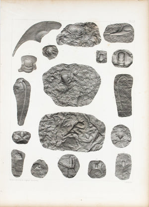 Trilobites of Wisconsin Minnesota Antique Fossil Print 1852 B