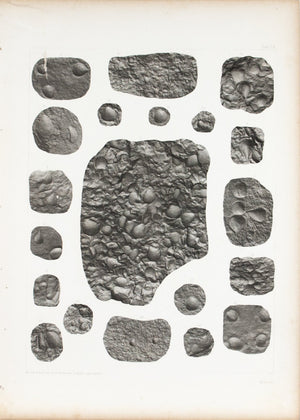 Lingula Obolus Orbicula Wisconsin Minnesota Antique Fossil Print 1852