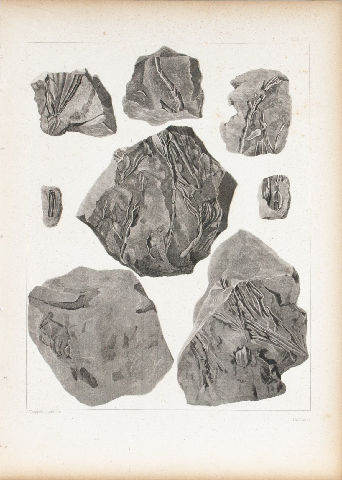 Plants from Red Sandstone of Lake Superior Antique Fossil Print 1852 A