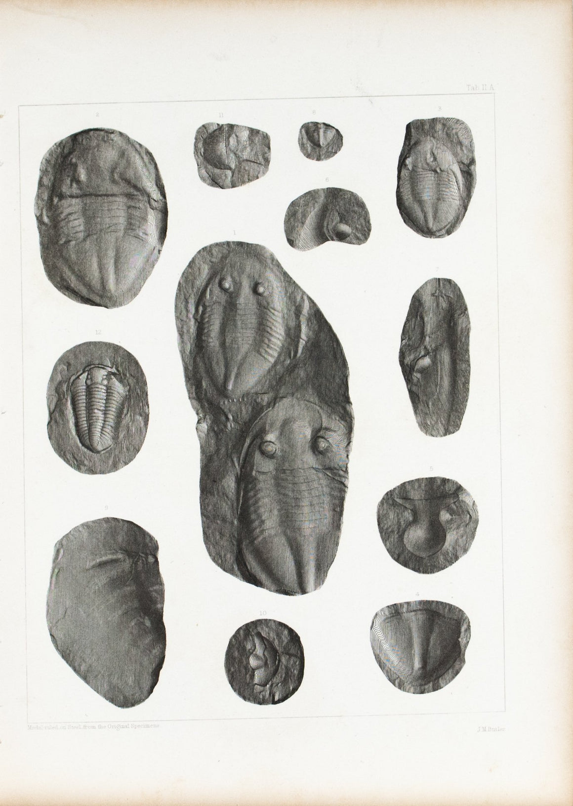 Trilobites Brachiopod Iowa Antique Fossil Print 1852