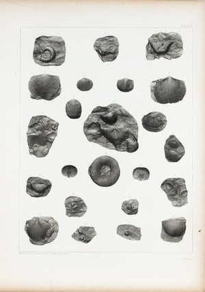 Shell-Beds Limestone Wisconsin Iowa Minnesota  Antique Fossil Print 1852