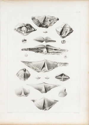 Spirifers Orthis Strophodonta Devonian Period Iowa Antique Fossil Print 1852