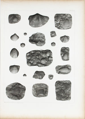 Shells Corals Carboniferous Limestone Iowa Antique Fossil Print 1852