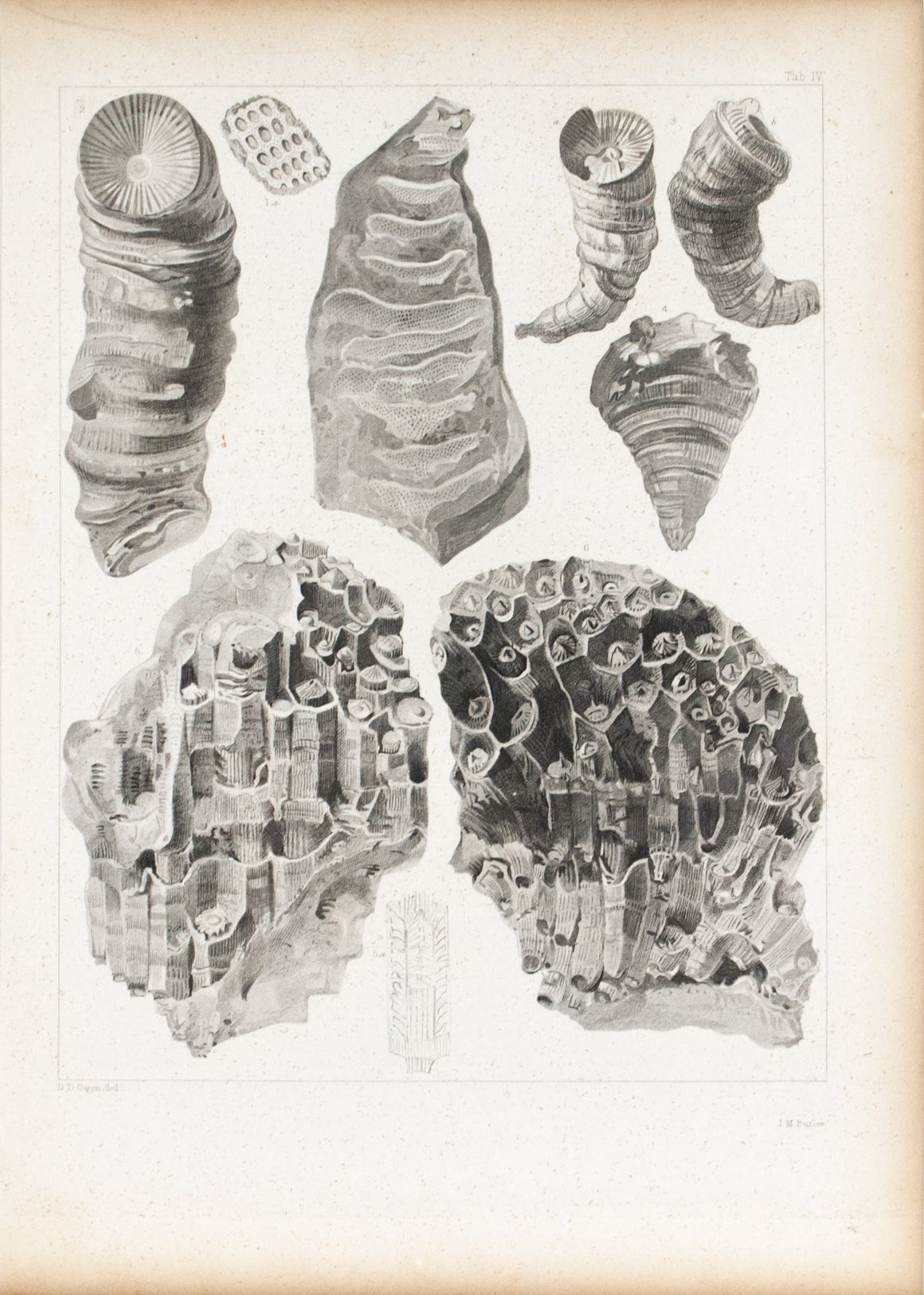 Shells Corals Carboniferous Rocks of Iowa Antique Fossil Print 1852