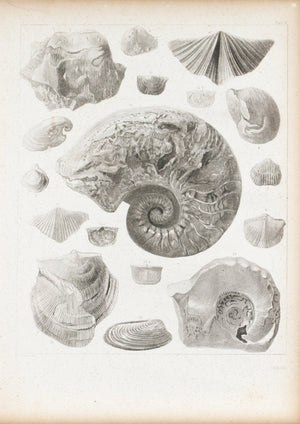 Shells Carboniferous Limestones Iowa Nebraska Antique Fossil Print 1852