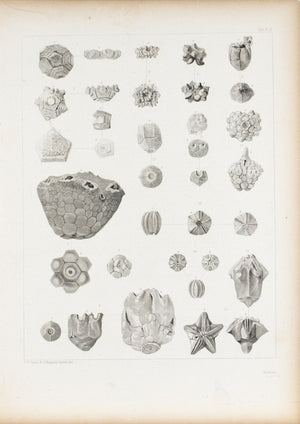Crinoidea Carboniferous Limestones Antique Fossil Print 1852 A