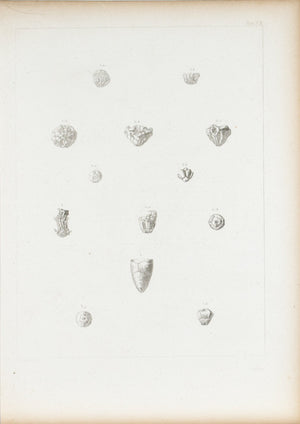 Crinoidea Carboniferous Limestones Antique Fossil Print 1852 B