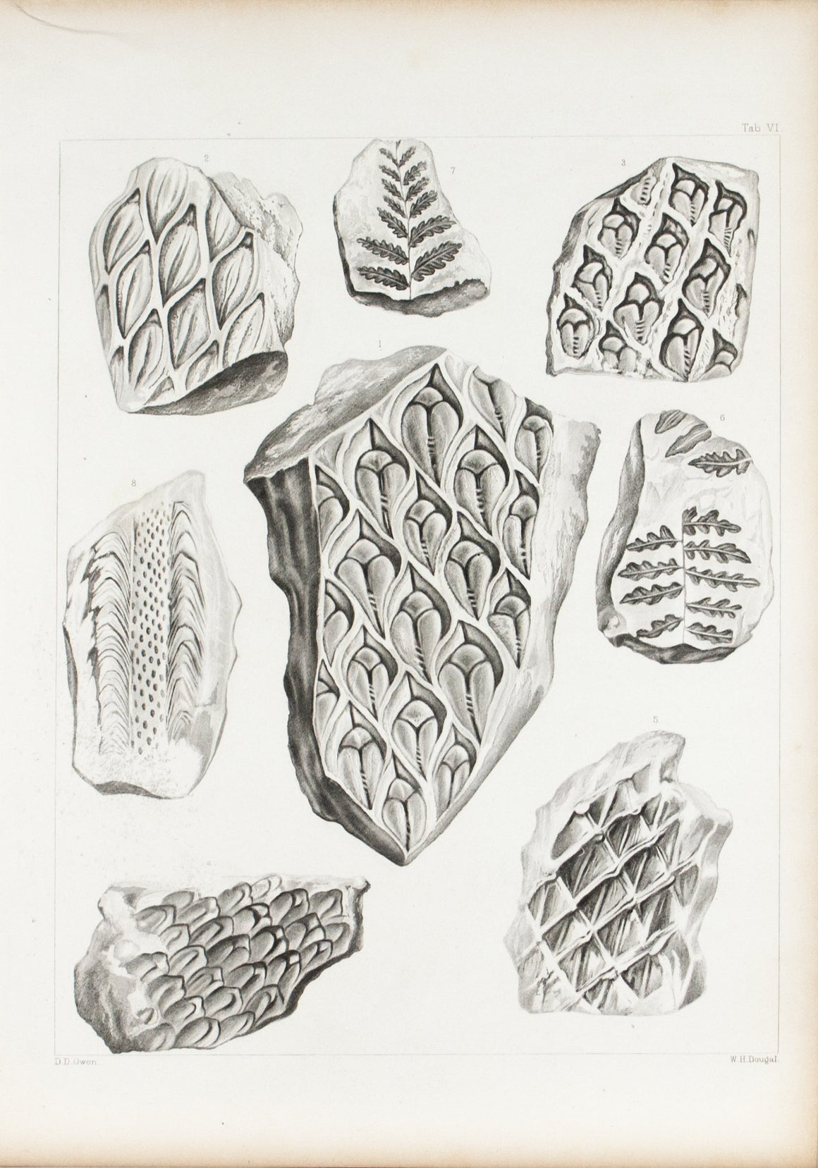 Ferns Sandstones Limestones Iowa Antique Fossil Print 1852